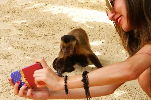 Macaco-prego pegando um objeto da mão de uma turista