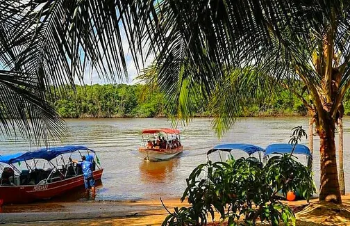 Lanchas atracadas na margem do rio entre coqueiros